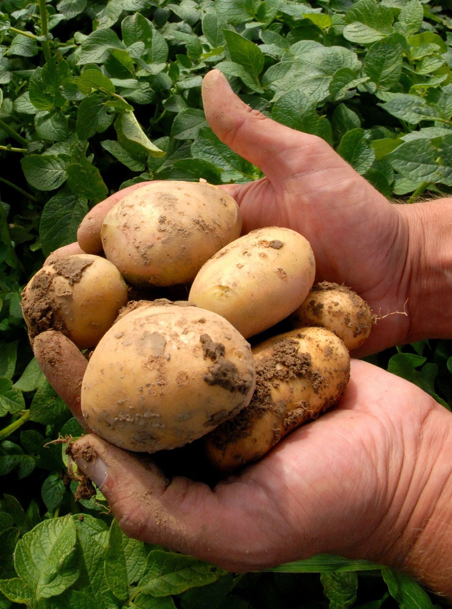 GMO-kartul.
