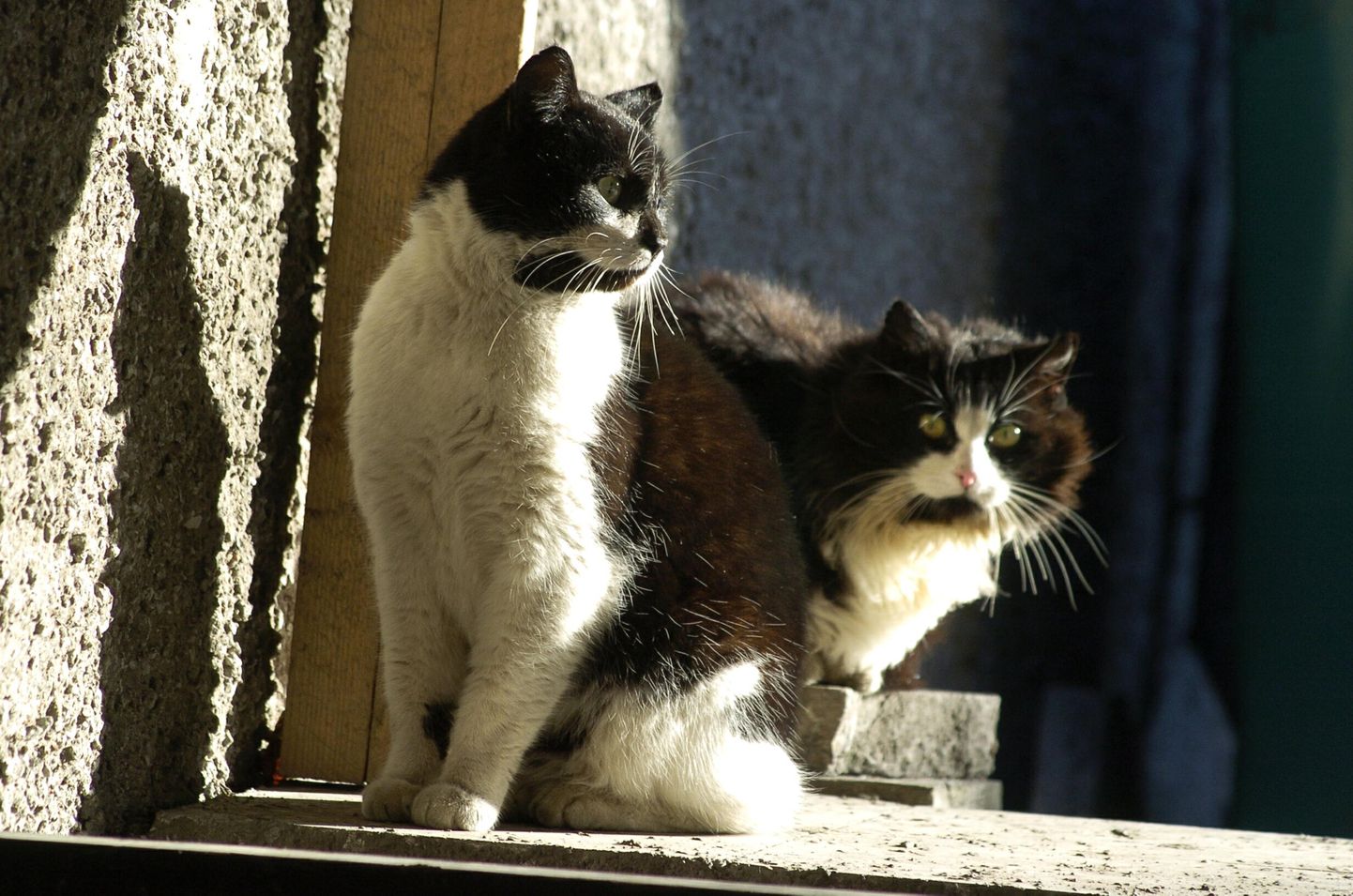 Omapäi uitama lastud kassid ajavad lihtsalt oma tähtsaid kassiasju – teadmata, et need ülejäänud linnaelanikes pahameelt tekitavad.