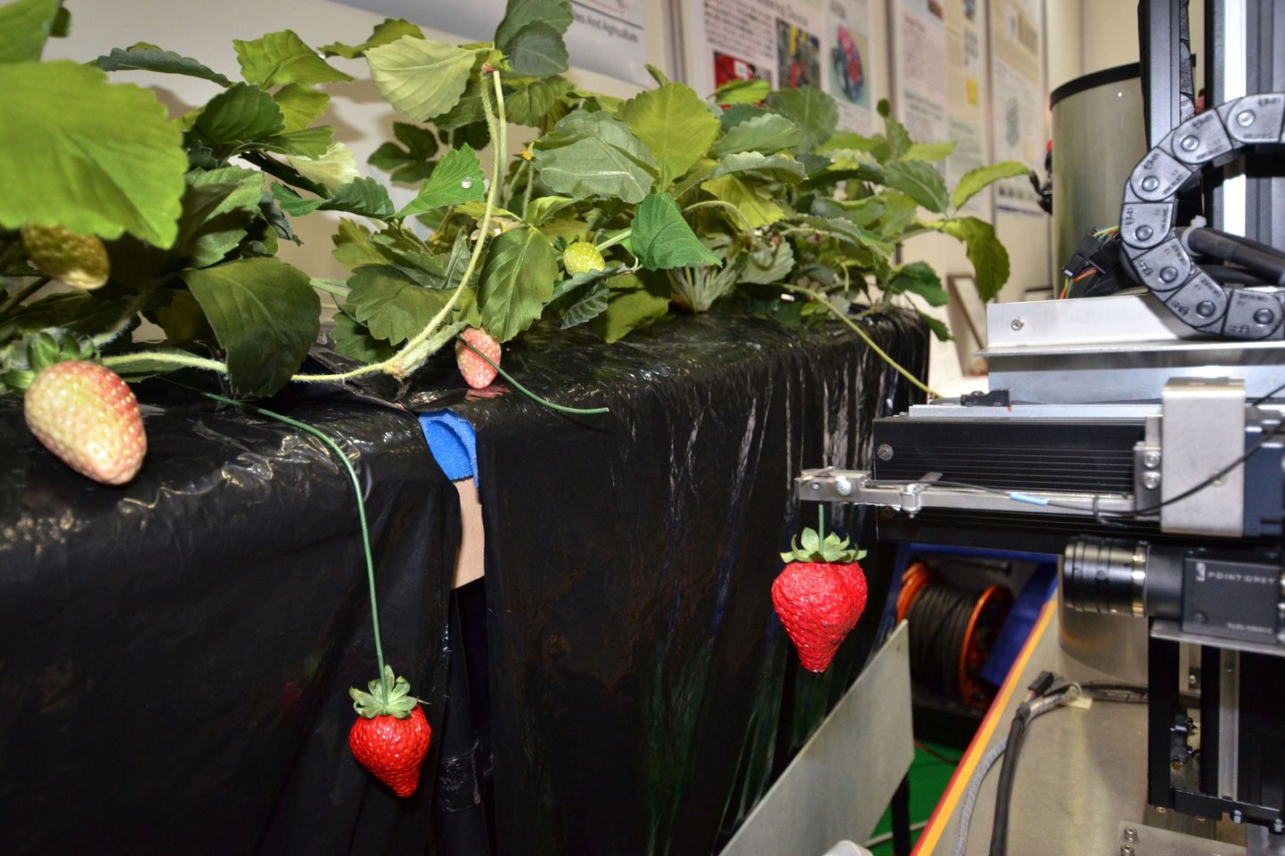 Maasikaid korjav robot, mis töötati välja Jaapanis Utsunomiya ülikoolis.
