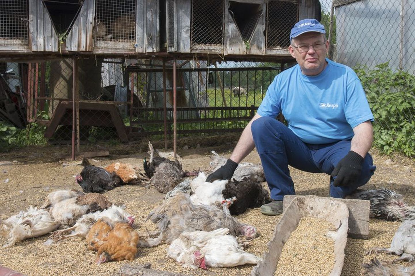 Reinuvader murdis Veski talus kõik kanad, kes ta teele ette jäid. Peremees Aivo Jurak tõdeb, et see on suur šokk kogu perele.