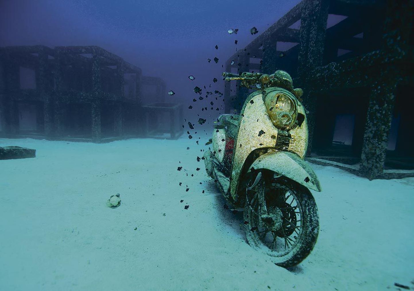 Valdur Maibachi võidufoto “Allveeroller” on kui avastus veealusest maailmast.