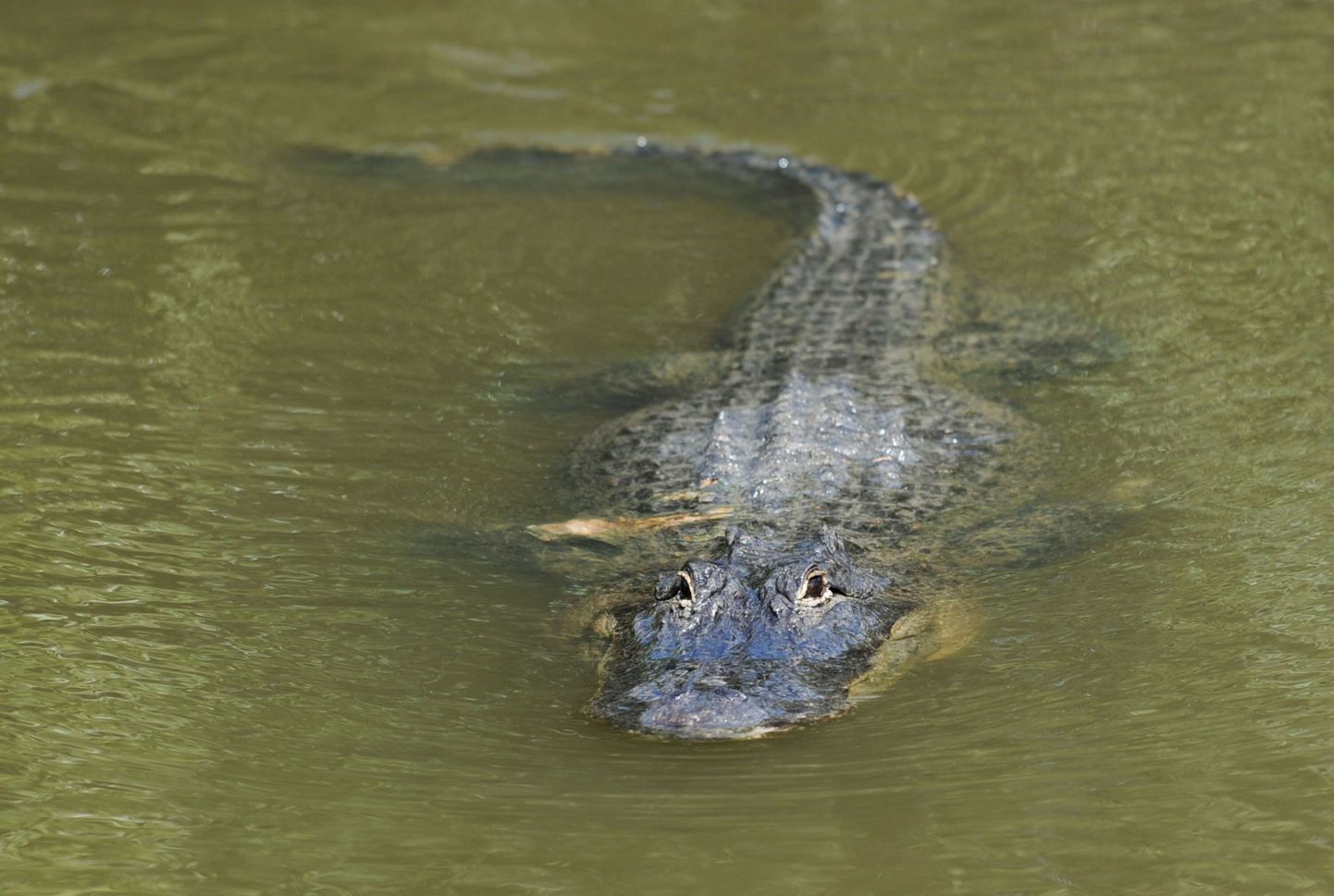 Floridas kuulutati koerasööjast alligaator tagaotsitavaks