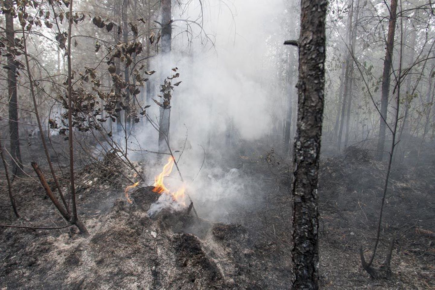 Suuremad metsapõlengud on tänavu puhkenud Viljandimaal, kus on tulnud kustutada nii raba kui soometsa.