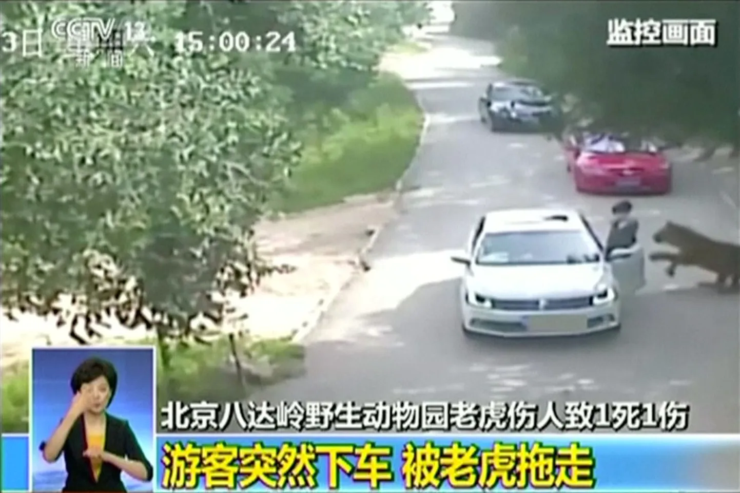 Turvakaamera videokaader Pekingi looduspargist, kus tiigrid ründasid inimesi