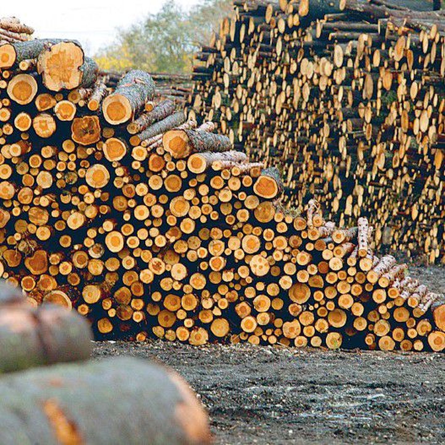 В RMK можно купить трехметровые дрова, которые придется самим распилить, а затем высушить.