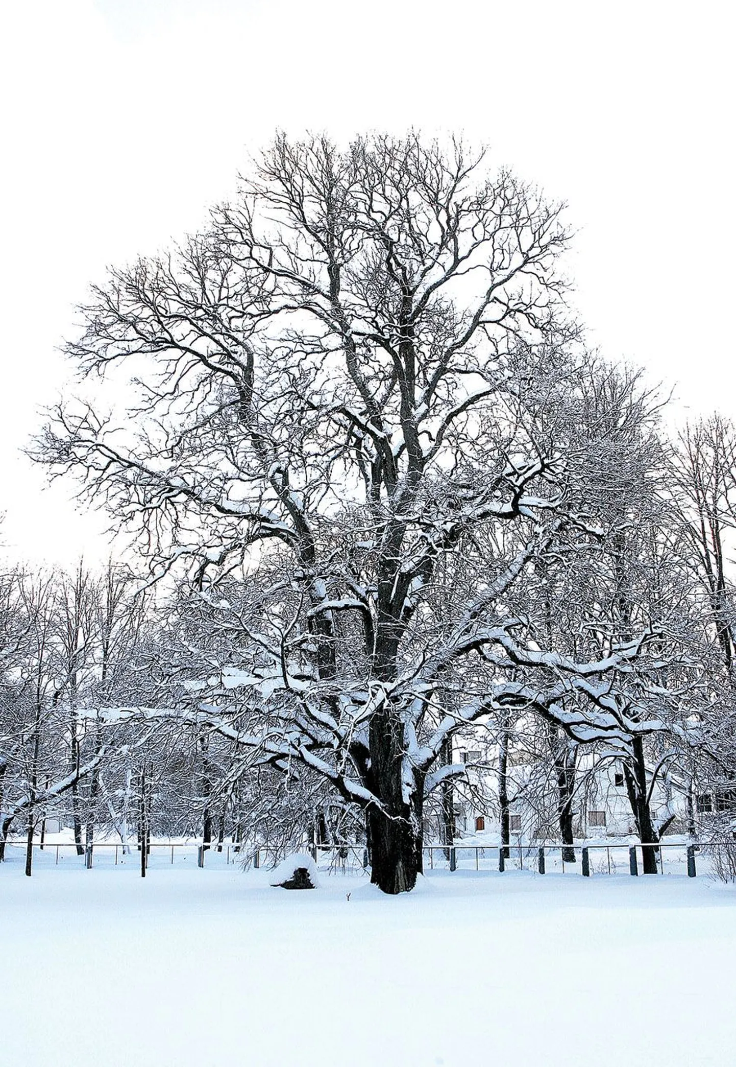 Võimas künnapuu kasvab Kaagvere erikooli õues:  ümbermõõt 440 cm ja kõrgus 24 m.