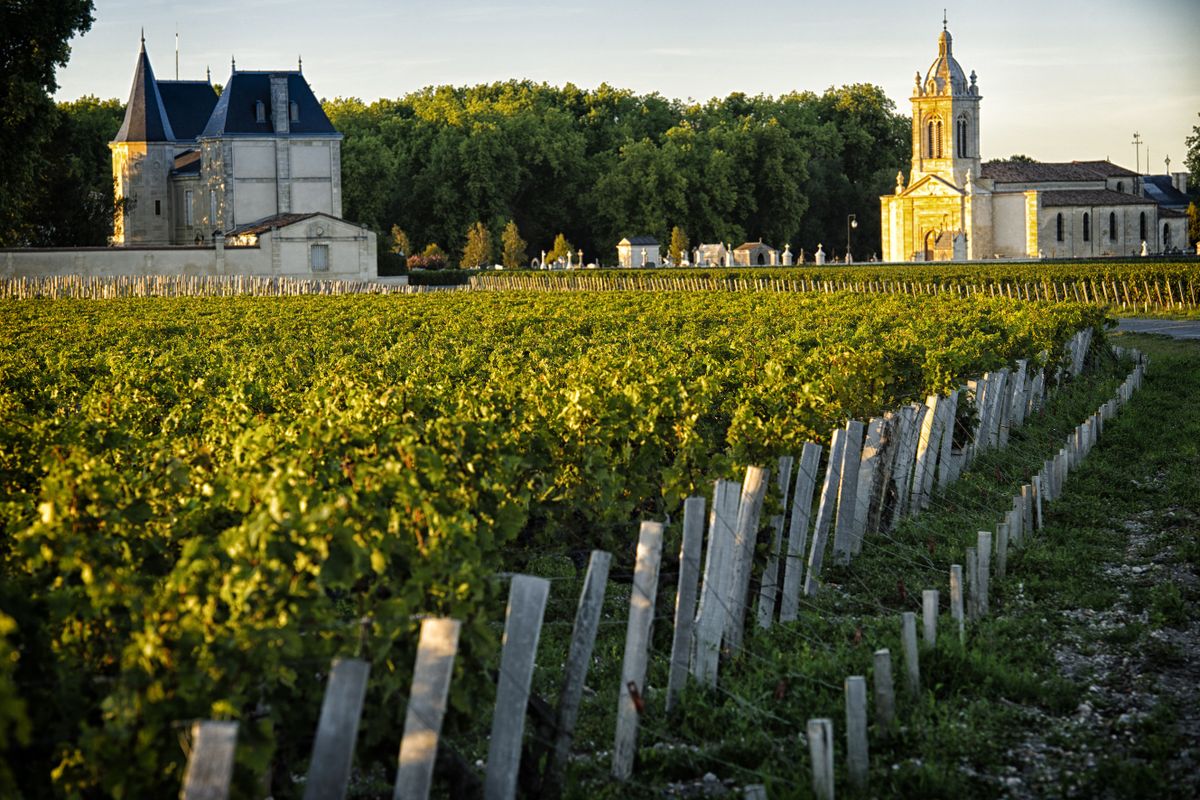 Bordeaux' piirkonna viinamarjaistandus