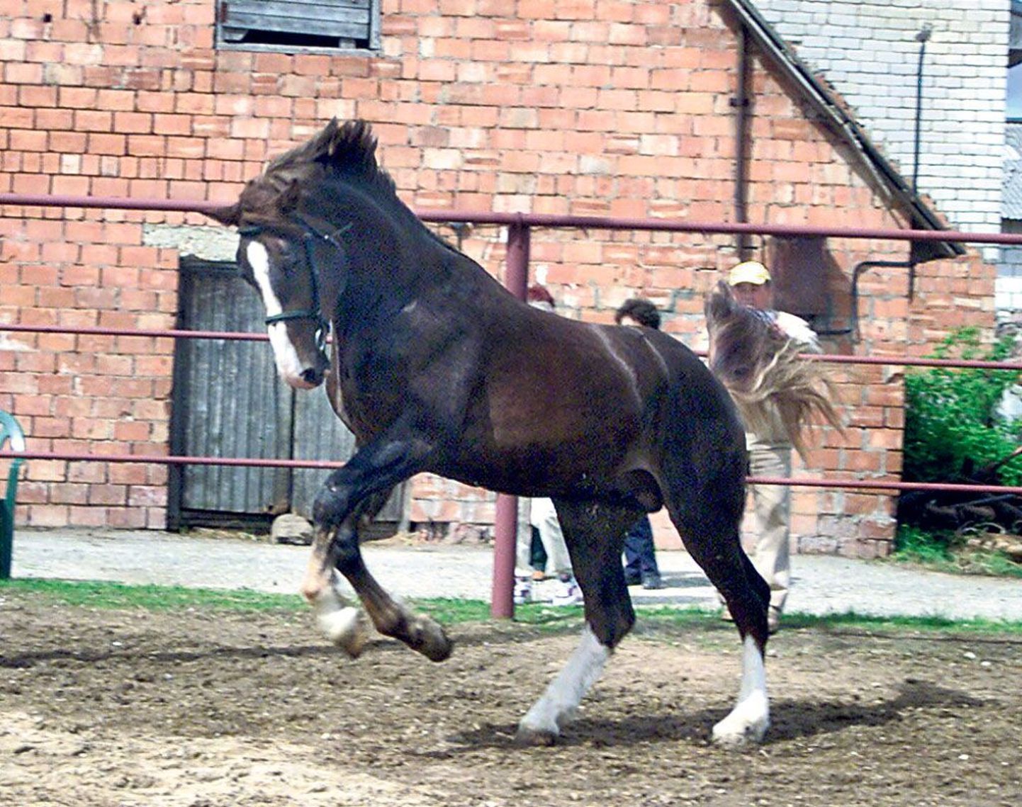 Tori hobuse tõuaretusse on ristatud mitu maailmas tuntud hobutõugu, aga ka Eesti hobust, kusjuures huvi Tori hobuse vastu on kasvamas välismaalgi. Kõige kaugemal Eestist võib leida Tori hobuseid Austraalias.