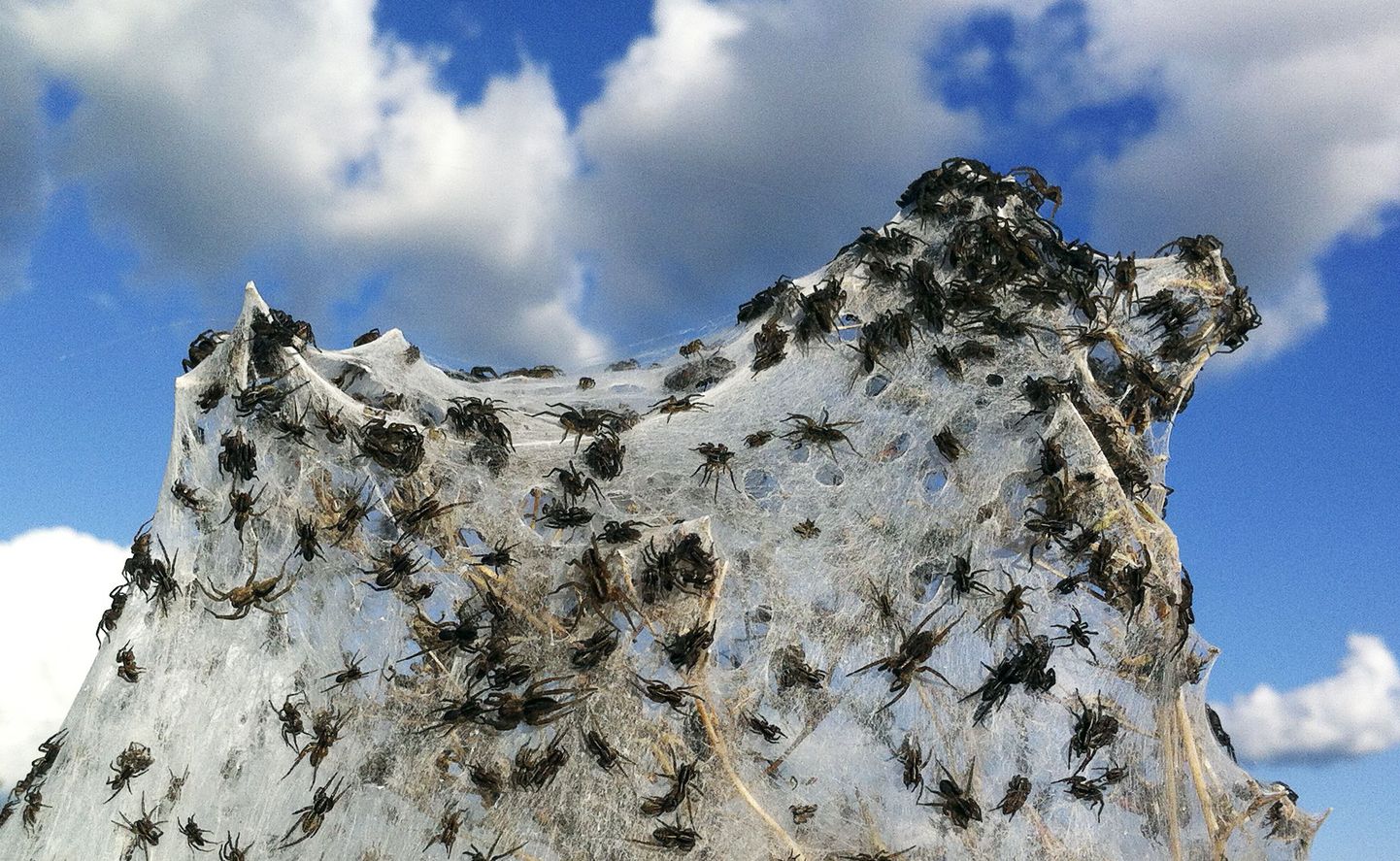 Tuhanded ämblikud liikusid veemasside eest kõrgematesse kohtadesse