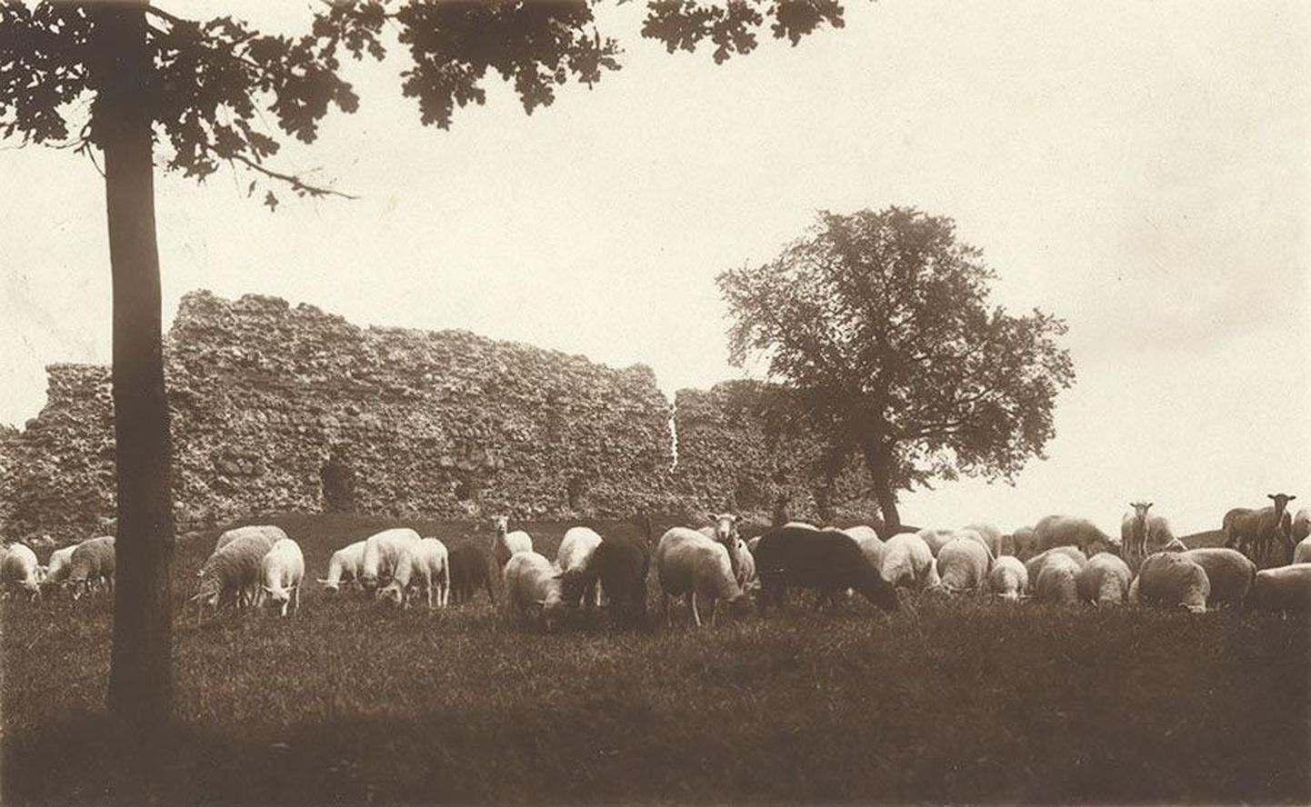 Sada aastat tagasi oli lammas Viljandi lossimägedes täiesti tavaline tegelane.