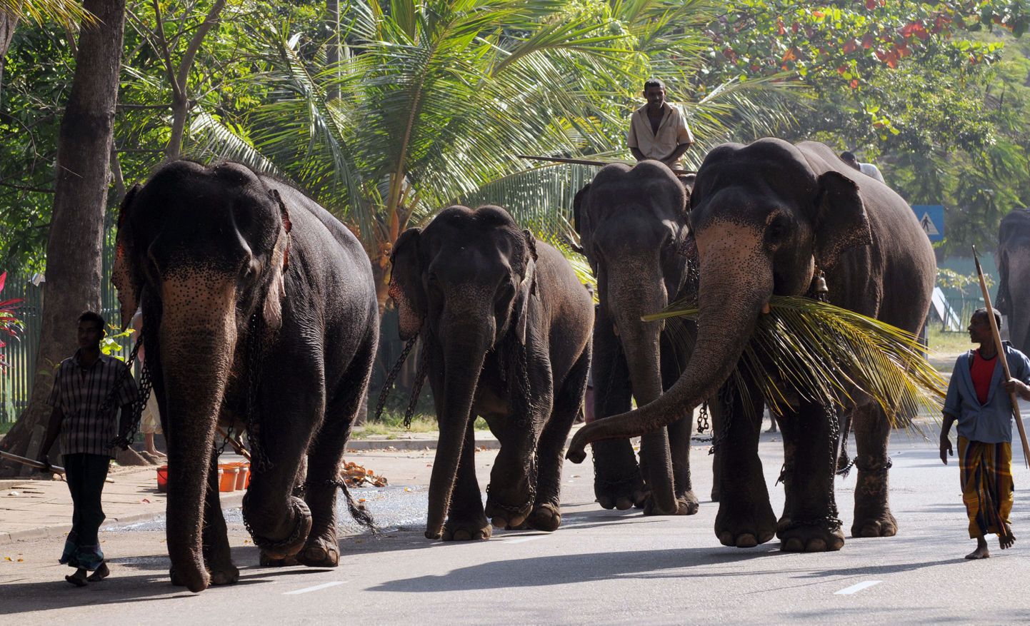 Индийские слоны. Иллюстративное фото.