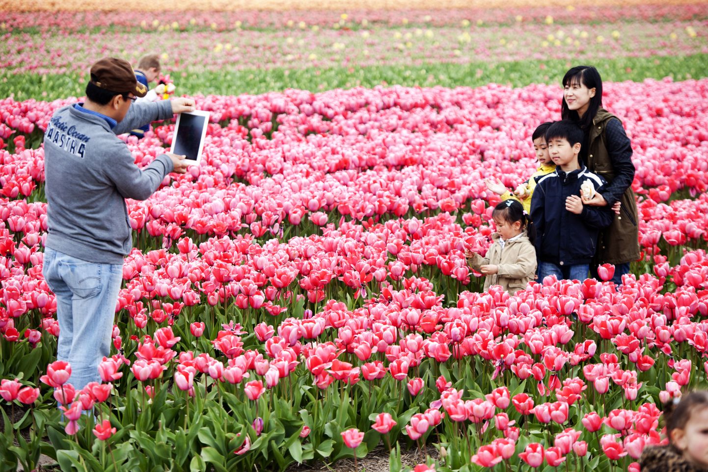 Hollandi maailmakuulusat lilleaeda külastab igal aastal hulgaliselt turiste üle maailma.