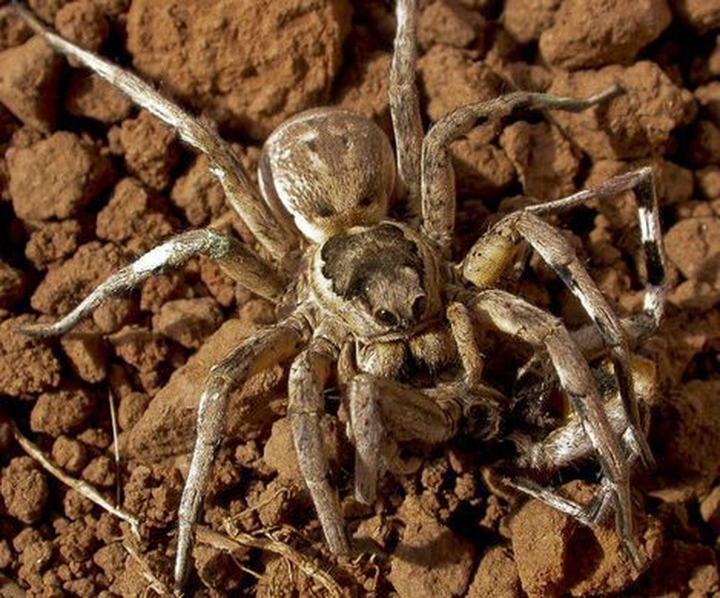 Saksa piiril tabati 164 troopilist ämblikku