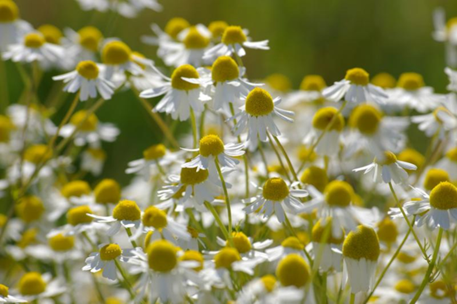 Kuivõrd kergem on teekummelit kasvatada kui lõhnavat kummelit loodusest koguda, näeme apteegilettidel vaid teekummelit. Pildil teekummel.