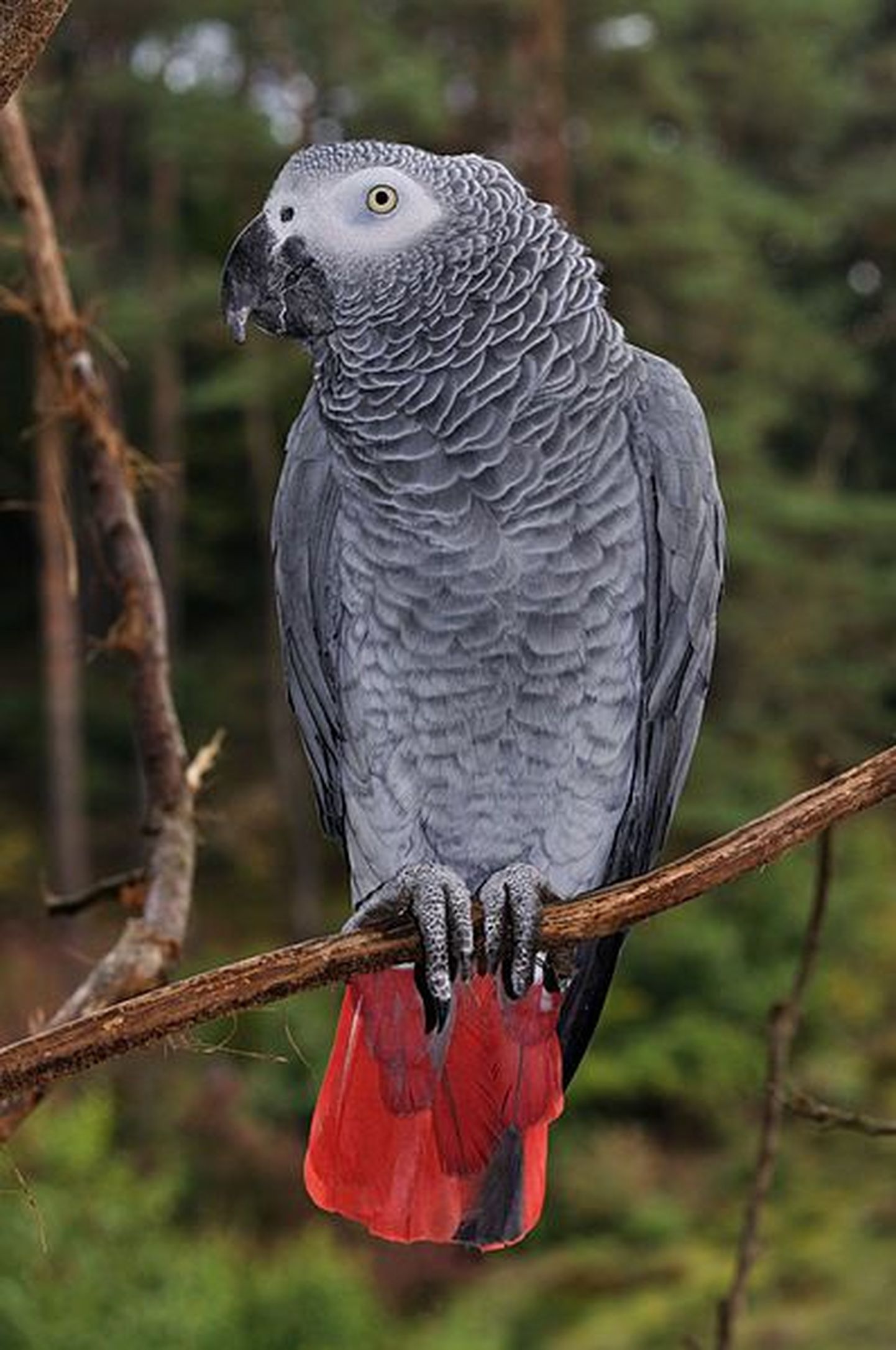 Жако, или серый попугай.