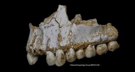 Avastus: neandertallased kasutasid antibiootikume ja suudlesid inimestega