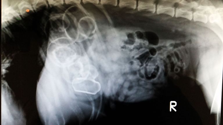 В желудке этой собаки находится резиновая уточка Foto: Veterinary Practice News / Caters News