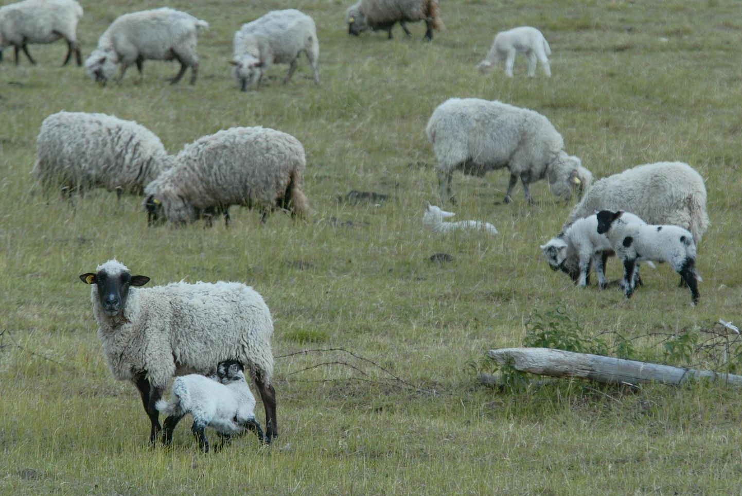 Karjamaal söövad lambad.