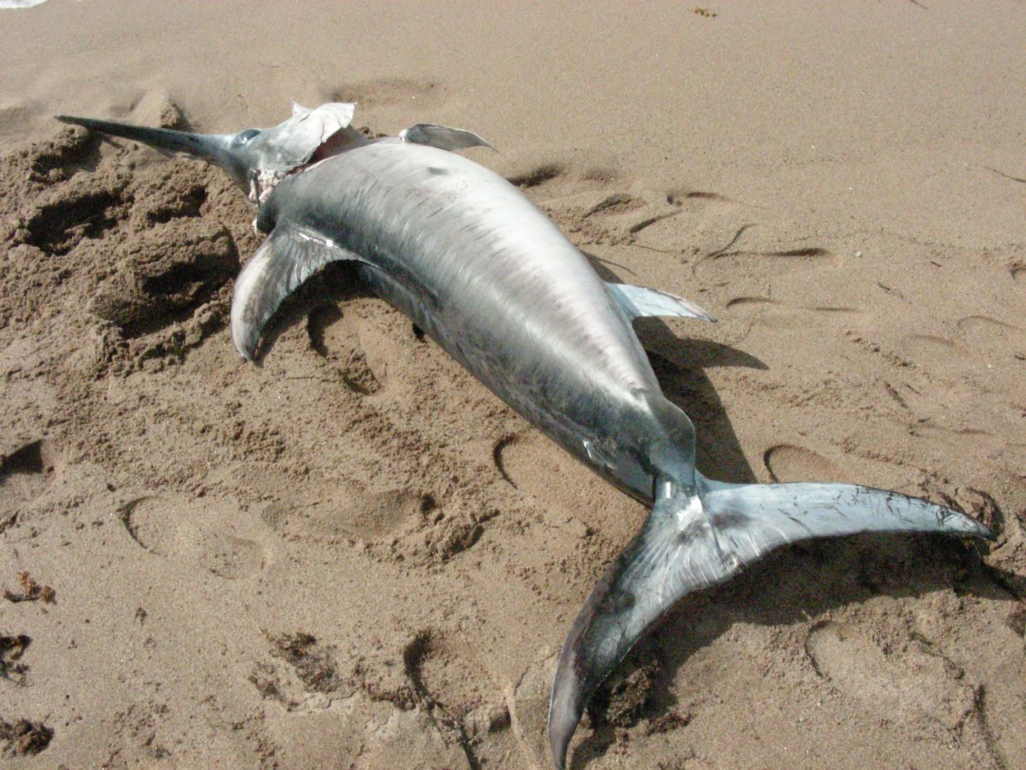 Рыба-меч, найденная на побережье Хийумаа. Иллюстративное фото.