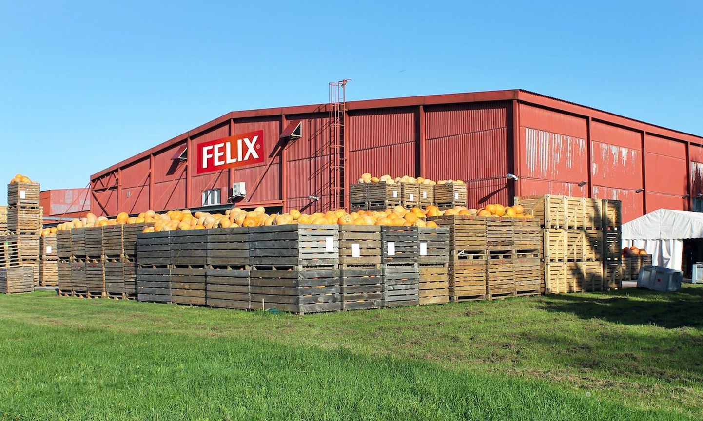 Põltsamaa Felix soovib sel sügisel Eesti talunikelt kokku osta 1000 tonni kõrvitsat.