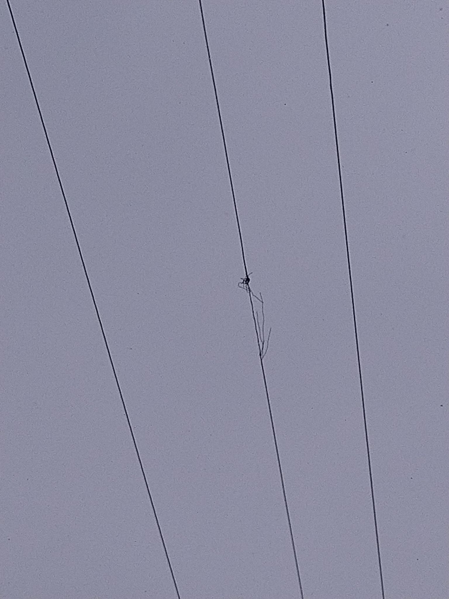 Keskpinge õhuliin Simuna ja Laekvere vahel.