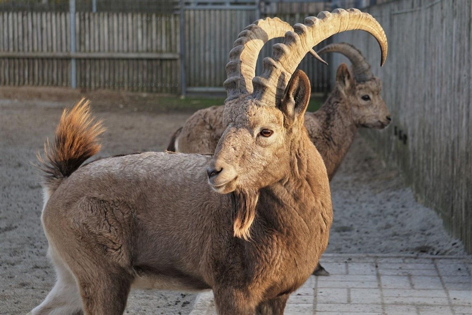 Siberi kaljukitsesikk.