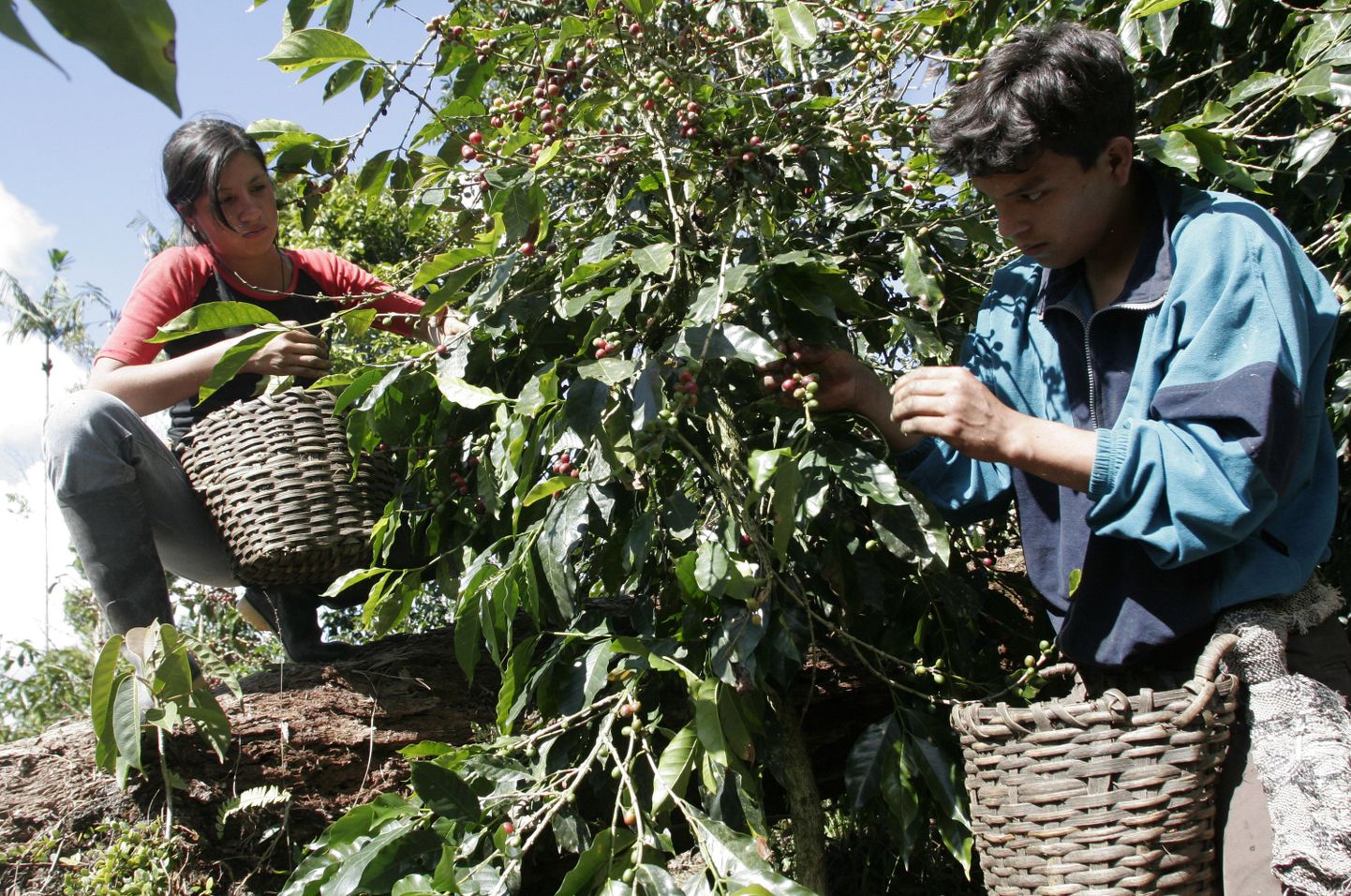 Peruu talunikud korjavad kohviube.