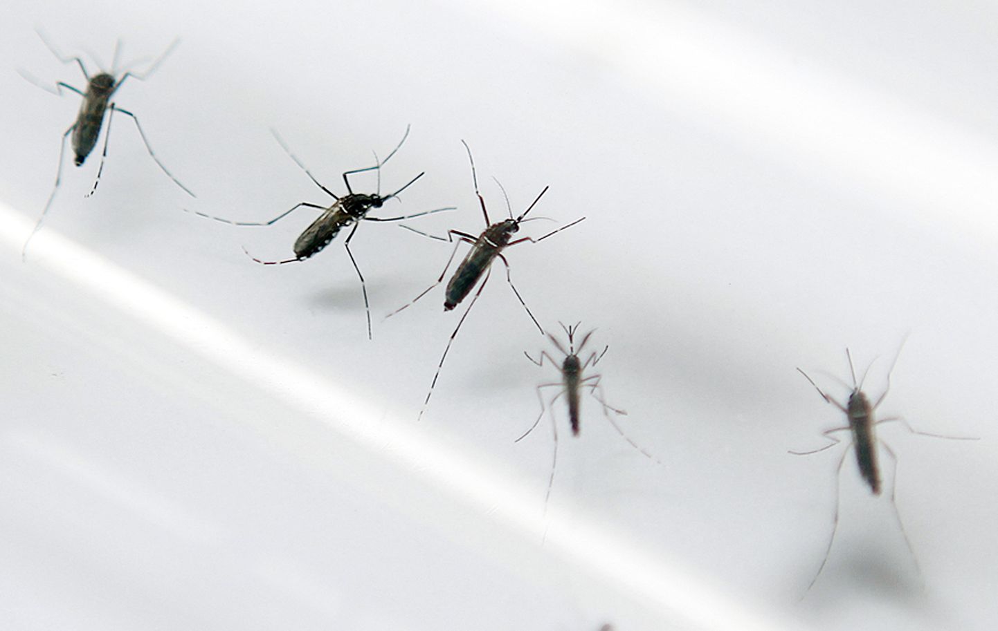 Sääsed, kes levitavad zika viirust