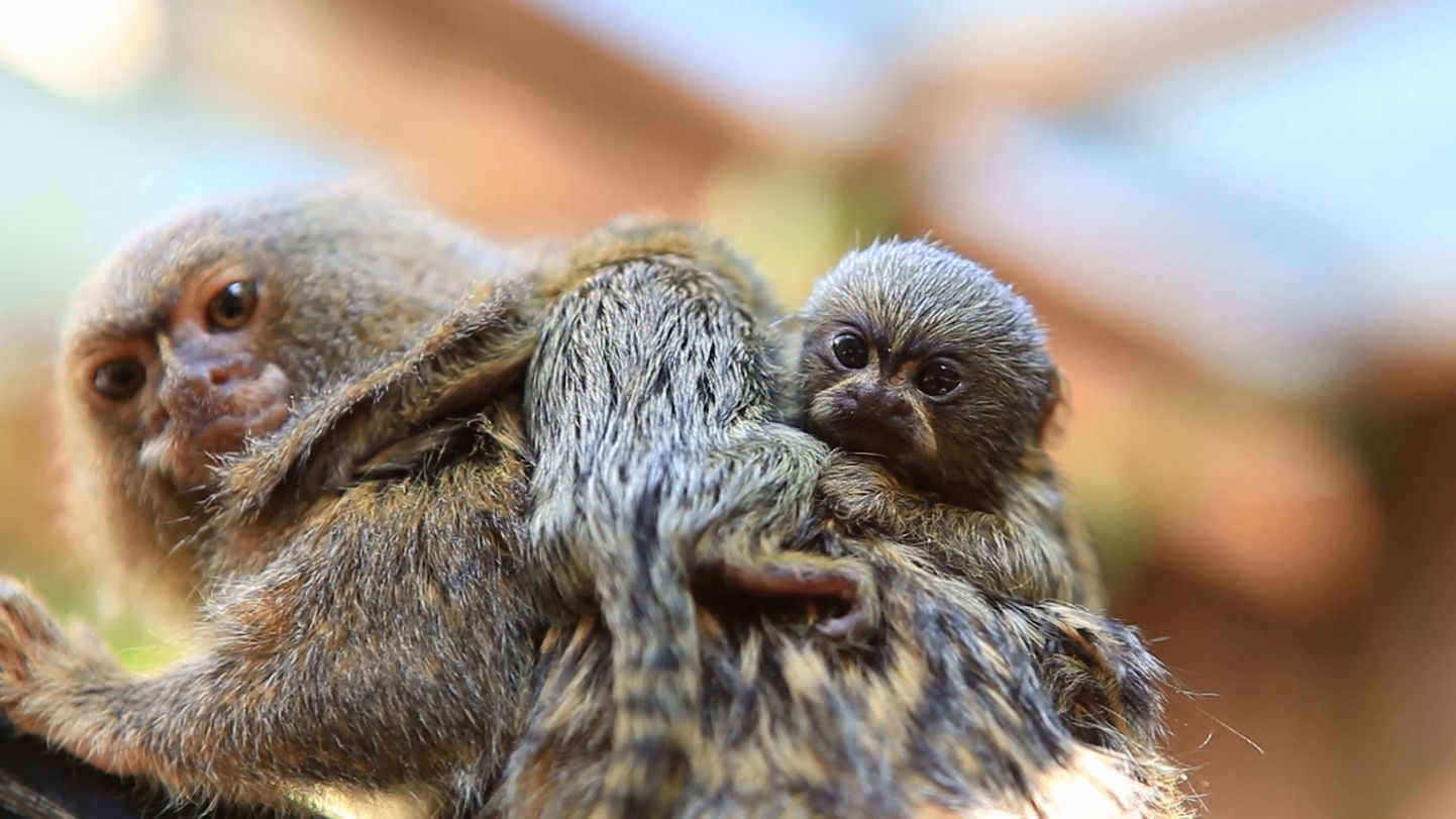 PIC FROM KEVIN FALLON/MERCURY PRESS (PICTURED: NEWBORN PYGMY MARMOSETS AT SYMBIO WILDLIFE PARK, AUSTRALIA)This is the adorable moment that the worlds smallest monkeys unveiled their tiny offspring - who are smaller than a human thumb and weigh the same as a CD. Gomez and Iti, resident pygmy marmosets at Symbio Wildlife Park near Sydney, Australia, showed off the arrival of the cute pair in a video as they emerged for the first time since being born on February 26. The new arrivals, who are still to be named, mark the successful completion of a breeding programme that has had zookeepers crossing fingers for months. Long-time bachelor Gomez was introduced to Iti last summer after the wildlife park opted to team up with Auckland Zoo in an endangered species captive breeding programme to help save the monkeys from extinction. SEE MERCURY COPY