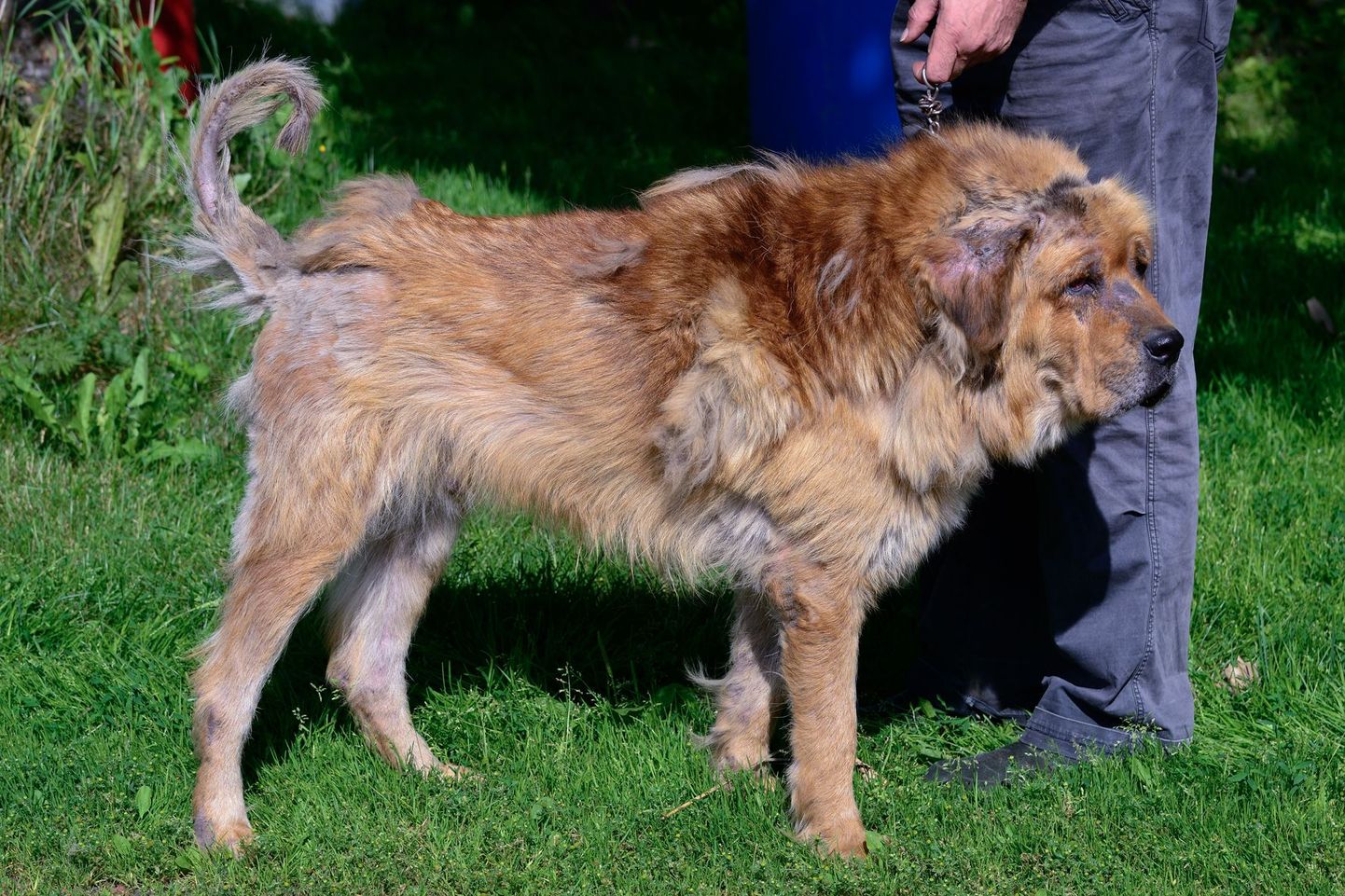 Jahimehe Aare Jaama kõik neli koera on kärntõvesse nakatunud. Pildil on valvesõber suur tiibeti mastif juba paranemisjärgus.