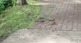 Lugeja pilt: jälgid elukad Lepistiku pargis