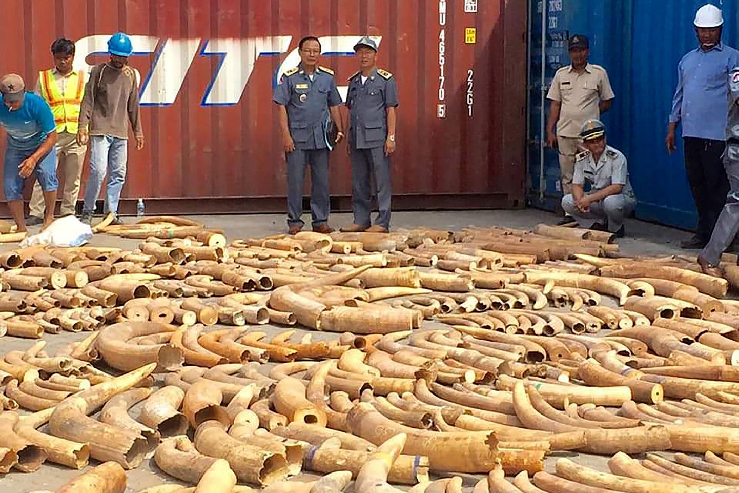 Kambodžas konfiskeeritud elevandiluu.