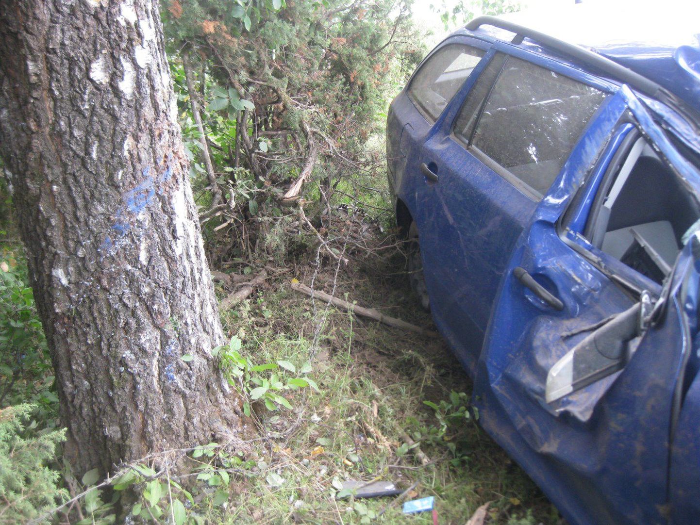 Автомобиль съехал в кювет и врезался в дерево. Снимок иллюстративный