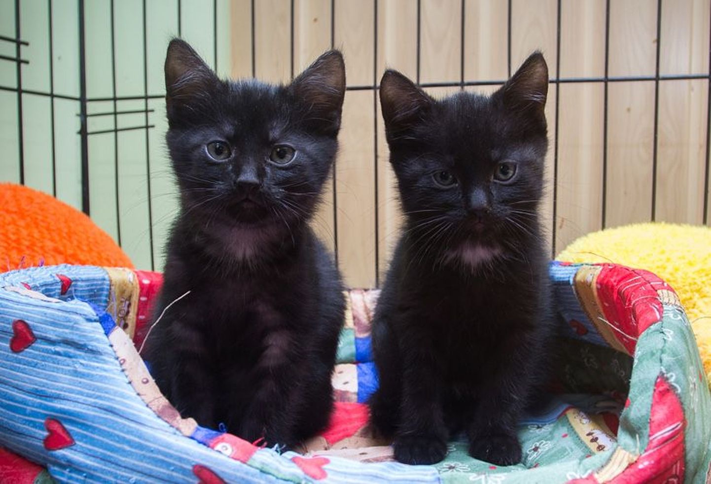 Need kaks kassipoega ootasid nädala keskel uut peremeest Valga loomade varjupaigas.