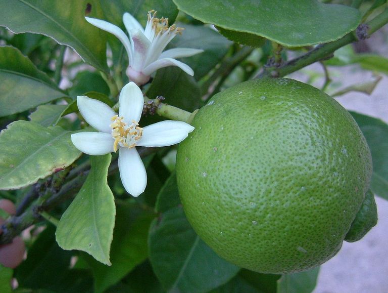 Laim (Citrus aurantifolia) / wikipedia.org