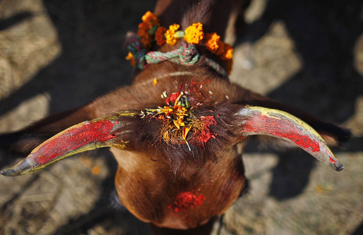 Tihari festivaliks ehitud lehm