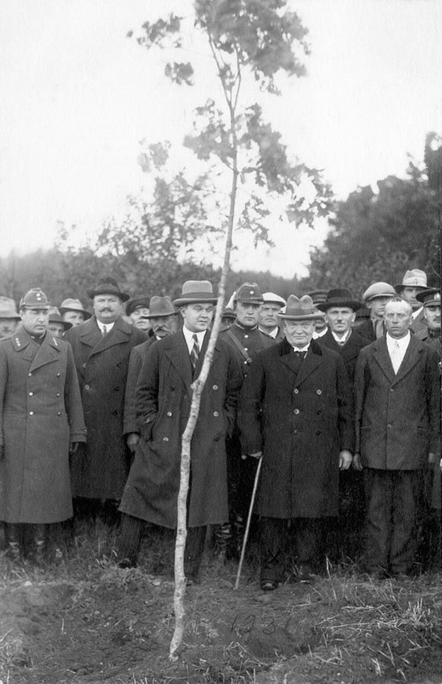 Riigivanem Konstantin Päts istutas 1931. aasta oktoobris esivanemate mälestuseks Holstre valda Rebase külla oma vaarisa sünnitallu Pätsuveskile tamme. Just Pätsuveski järgi sai suguvõsa ka perekonnanime.
