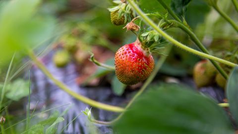 ����: rus.postimees.ee