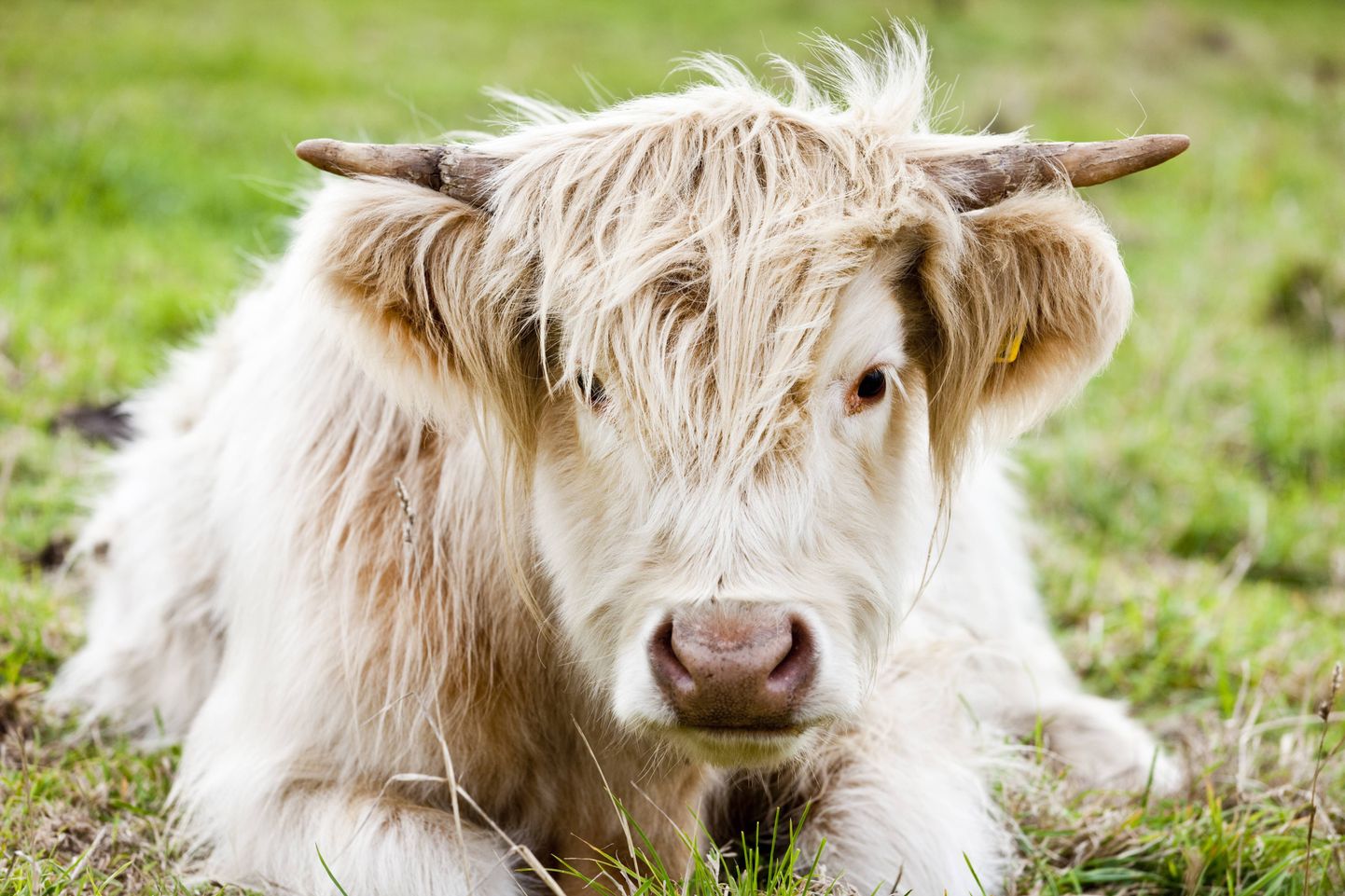 Хайленд, хайлендская порода  — шотландская порода коров.