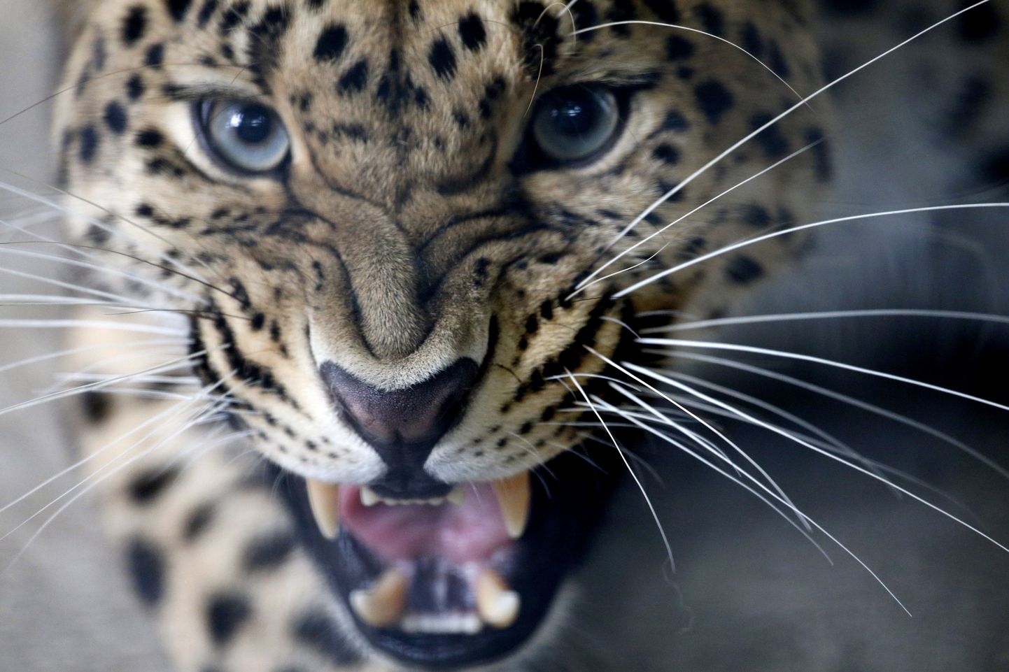 Amuuri leopard.