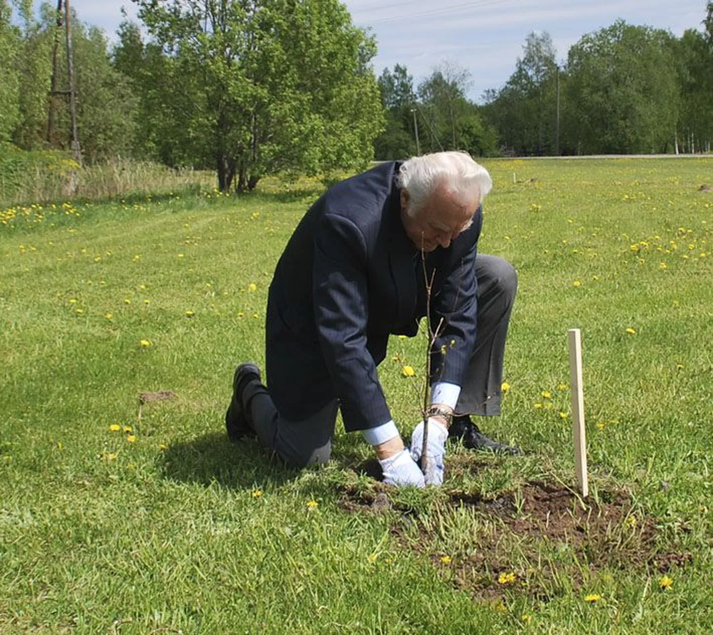 President Arnold Rüütel istutab Tamsalu lubjaparki esimese tammeistiku.