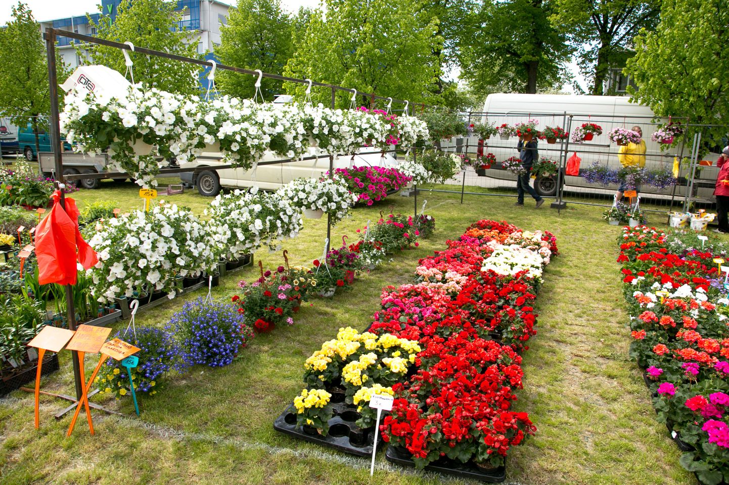 Pärnu Vallikääru aasal toimub kevadine taimelaat.