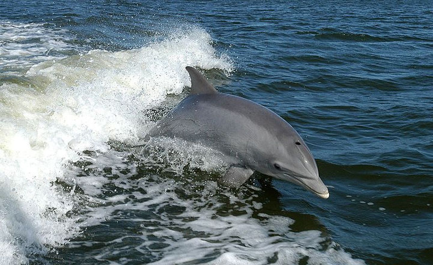 Delfiinid peavad liigikaaslase häälitsuse meeles
