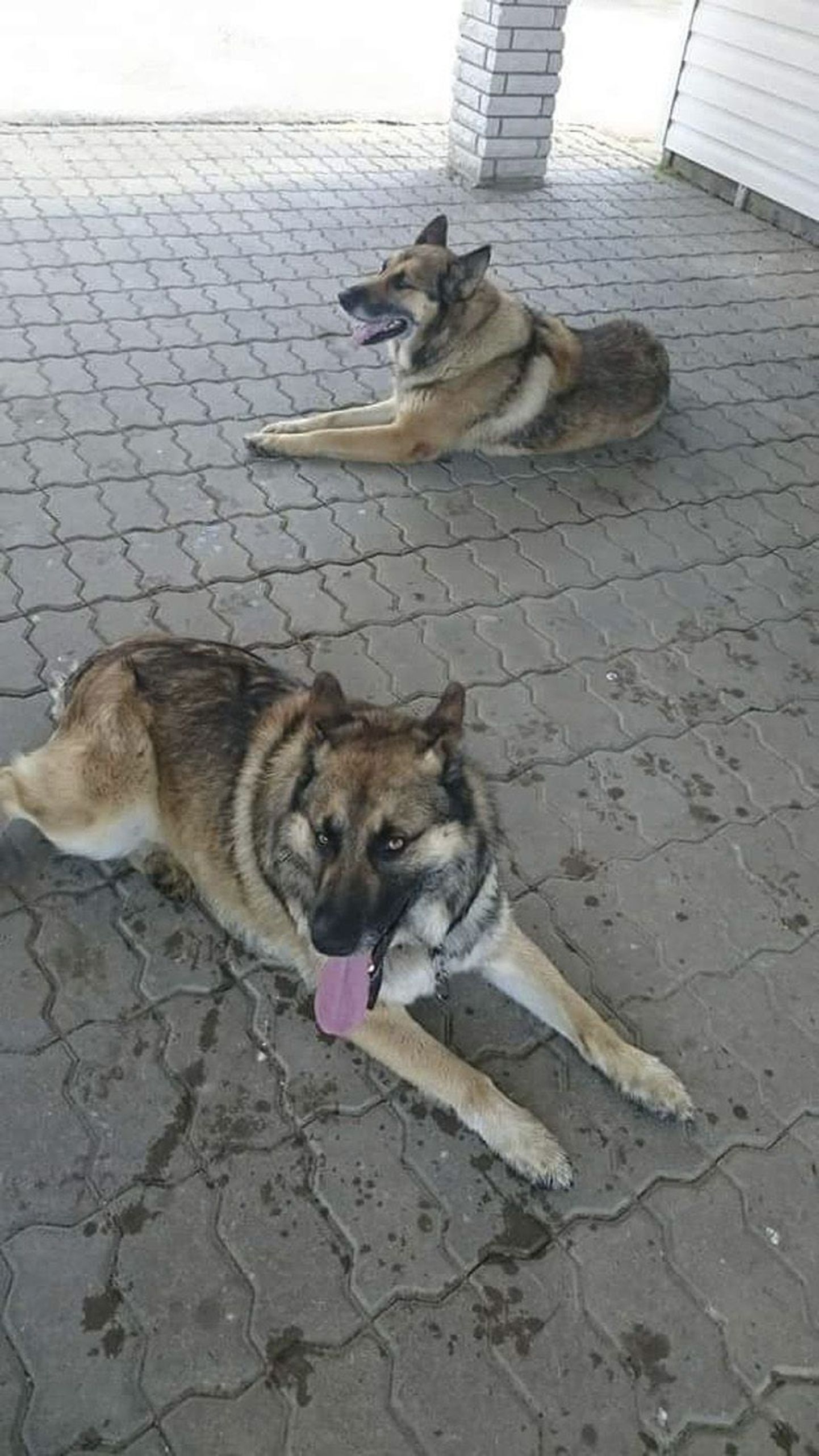 Kaks suurt koera külvasid Kadrina vallas hirmu.