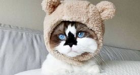 Знакомьтесь: милашка Альберт. Коты этой новой породы не растут!