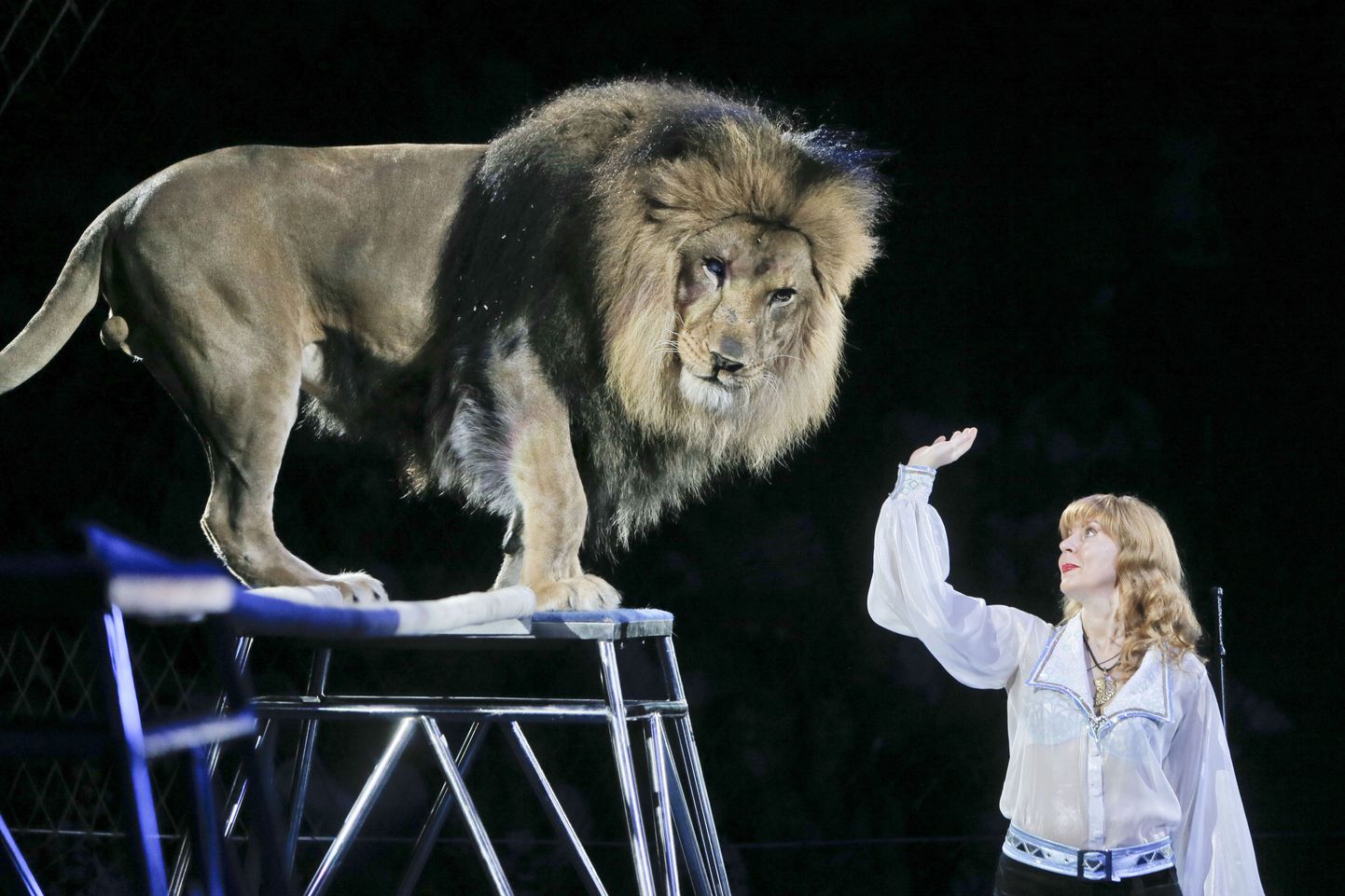 Veronika Pinko, a circus artist, performs with the  lion during a show in Ukraine's National Circus in Kiev, Ukraine, Sunday, June 9, 2013. (AP Photo/Efrem Lukatsky) / SCANPIX Code: 436