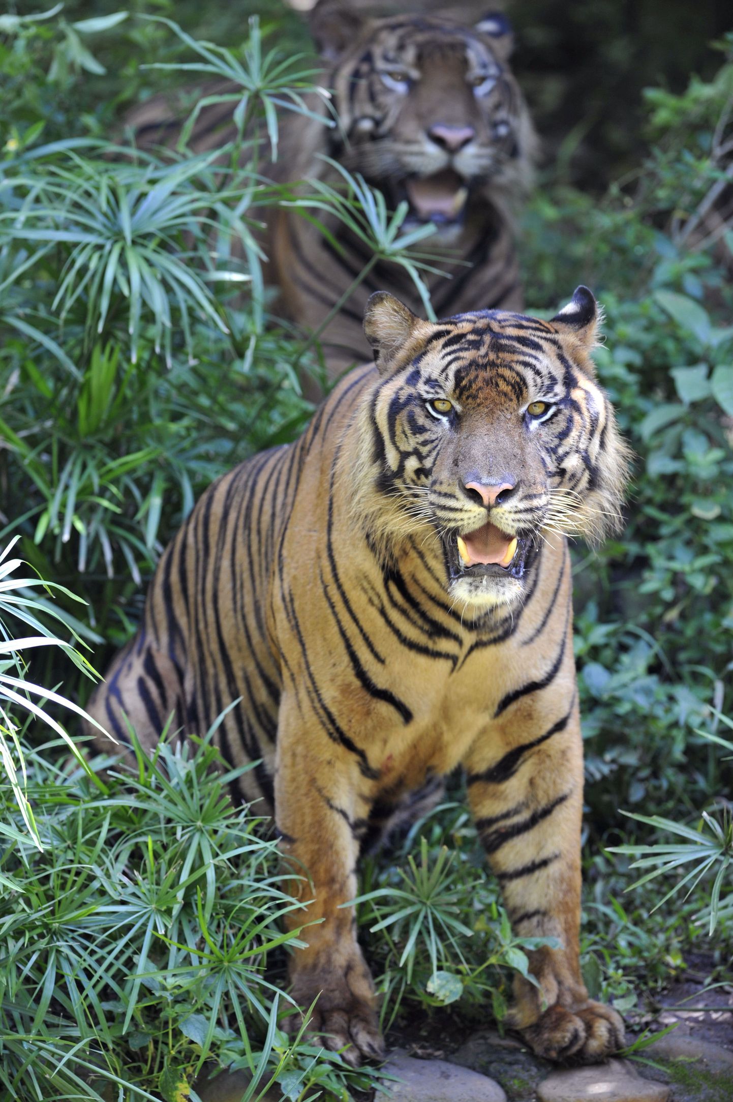 Indoneesias piiravad tiigrid puu otsa põgenenud mehi