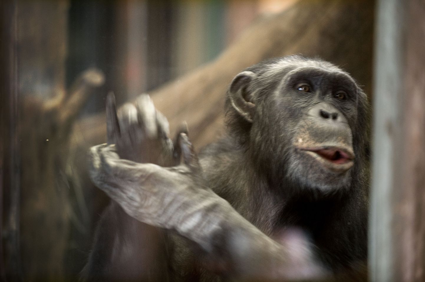 Tema ise – šimpans Santino, kes suudab oma igapäevast meelelahutust, milleks on külastajate pildumine kividega, ette planeerida nagu inimene.