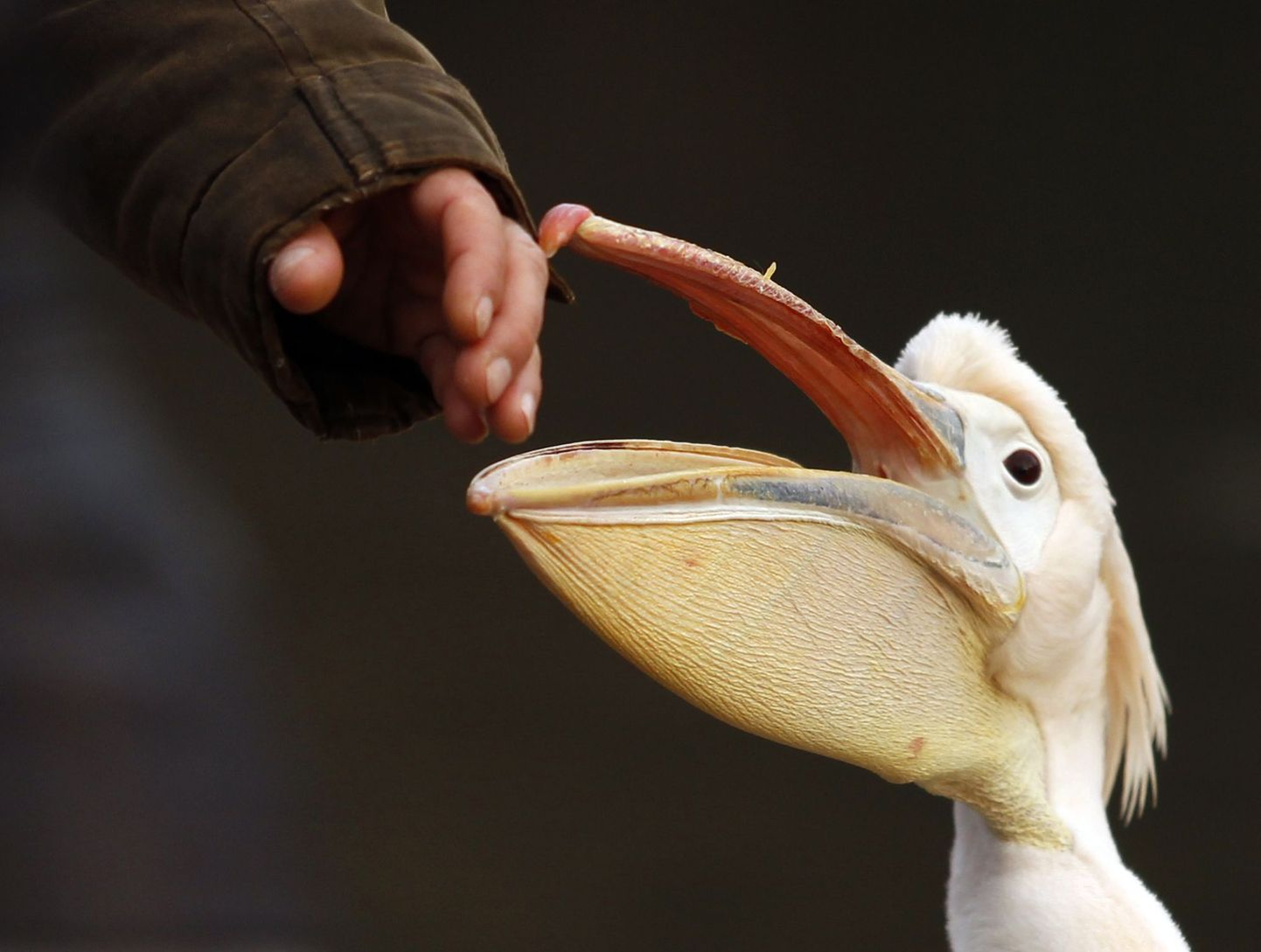 Pelikan ründas ilmameest