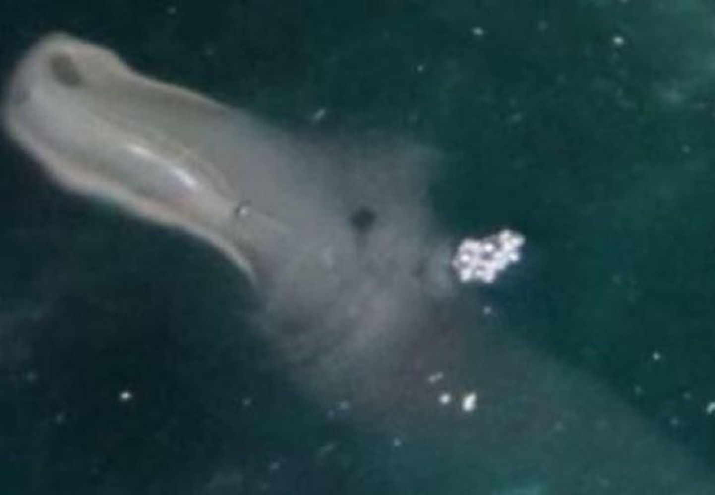 Korfu vetes pildile jäänud müstiline olend, keda eksperdid ei ole veel osanud tuvastada